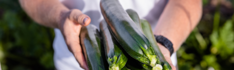 Squash Main Image