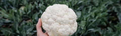 cauliflower