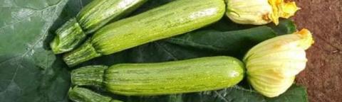 courgettes-mini