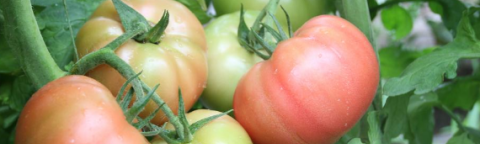 Bulgaria tomato