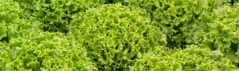 salads-header