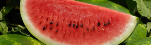watermelon image