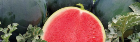 Watermelon image