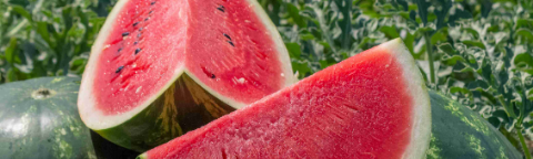Watermelon 2 image