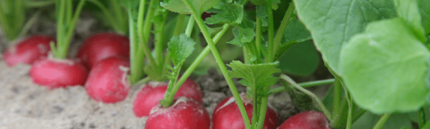 bulgaria crop image