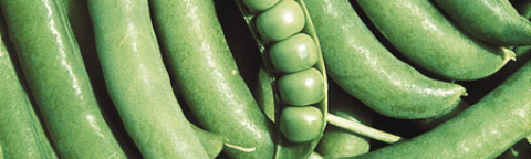 bulgaria crop image