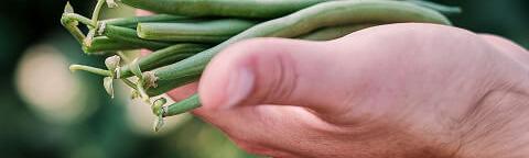 Beans in hand