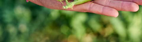 Peas in open hand