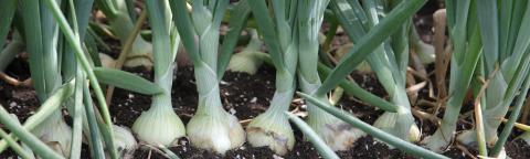 onion