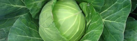 brassica_cabbage