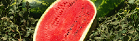 Prominent link image watermelon