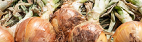 Prominent link image onion
