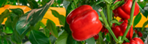 Prominent link image pepper
