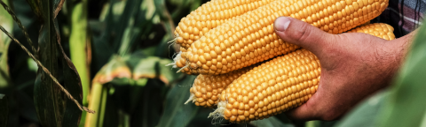 landing page hero sweetcorn