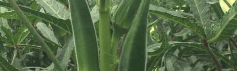 okra