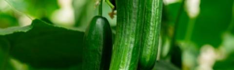cucumber