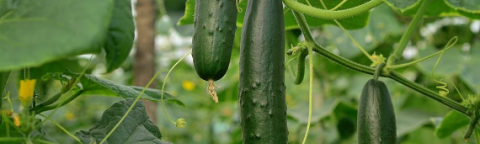 Cucumber image