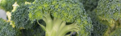 landing page hero broccoli