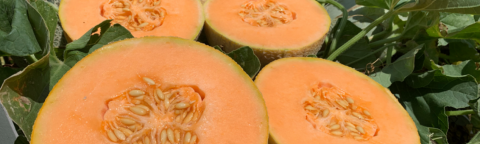damaris melon image