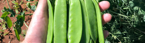 Snowmax pea