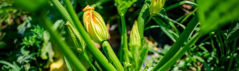 landing page hero zucchini