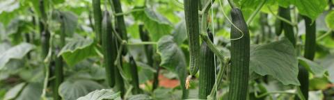 Long cucumber