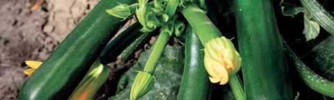 jolly_zucchino