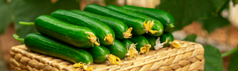 landing page hero cucumber