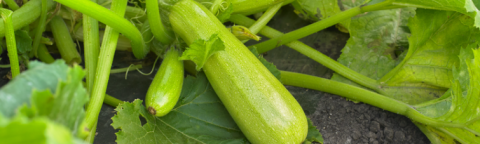 Green zucchini growing on the vine in a garden bed