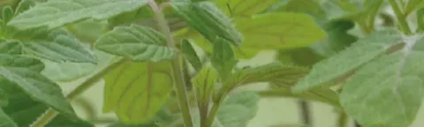 Close-up of green basil leaves growing on stems