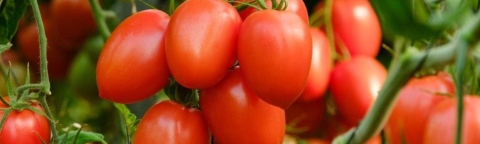 Cluster of ripe red tomatoes hanging on the vine among green leaves