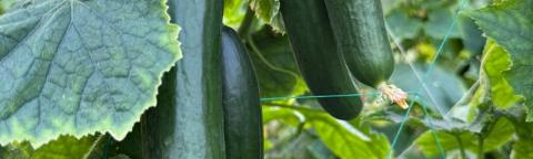 Three green cucumbers hanging on the vine among large leaves