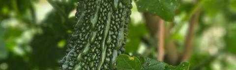 Bitter melon hanging on the vine among green leaves in sunlight