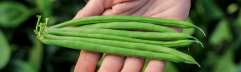 Hand holding fresh green beans against leafy background