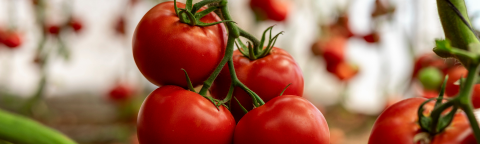 Close-up photo of ripe red tomatoes on the vine with green stems
