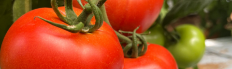 Close-up of ripe red tomatoes on the vine with green leaves