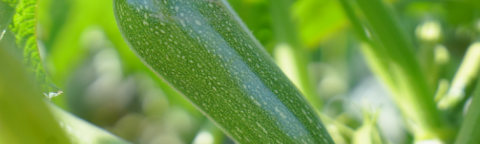 Green zucchini growing on the plant in sunlight
