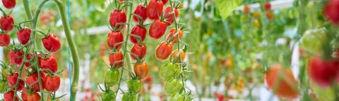 Clusters of red cherry tomatoes hanging on vines in a greenhouse
