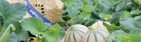Two cantaloupes in a leafy field, one with a straw hat on top