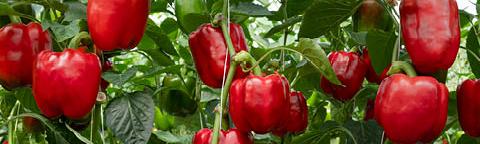 paprika_480x300