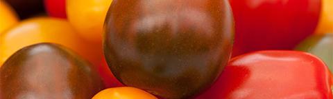 tomaten_480x300
