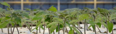 Young seedlings growing in white hydroponic trays inside a greenhouse