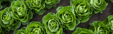 Rows of green succulent rosettes on dark soil