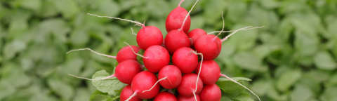 Bunch of red radishes with green leaves on a leafy background