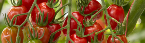 Clusters of red and green cherry tomatoes on the vine against green leaves