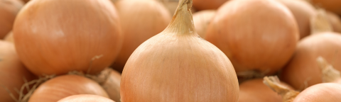 Close-up of golden onions piled together, one onion centered in front