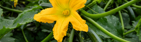 Yellow squash blossom on a green vine with leaves and buds