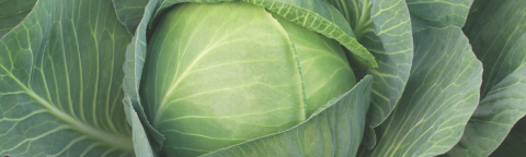 Close-up photo of a green cabbage head with surrounding leaves