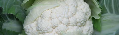 Close-up photo of a cauliflower head surrounded by green leaves