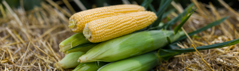 Two ears of corn on green husks resting on straw outdoors